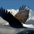 Understanding Isaiah 40:31 - How to Renew Your Strength in the Lord